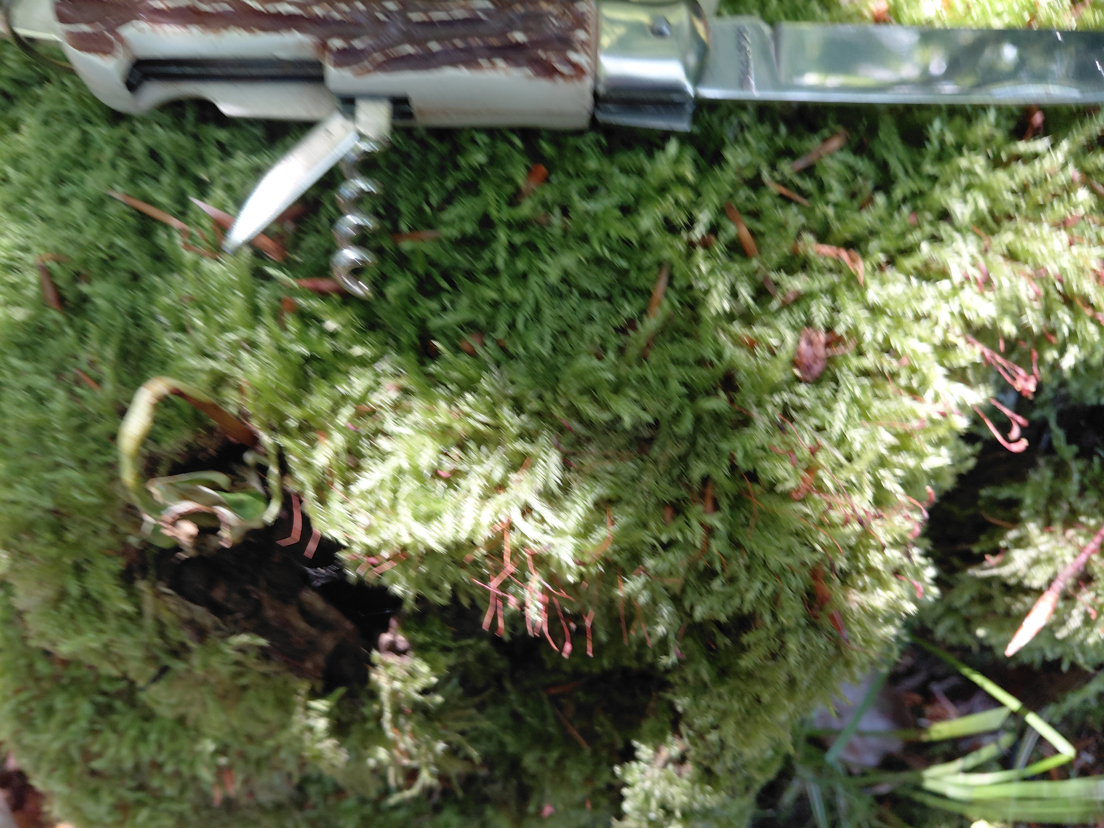 Vintage Jagtlommekniv – Med Udskåret Hjortehåndtag